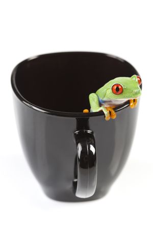 Red eyed tree frog sitting on black cupの写真素材