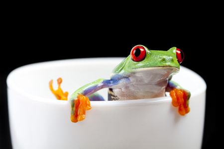 Red eyed tree frog sitting on white cupの写真素材