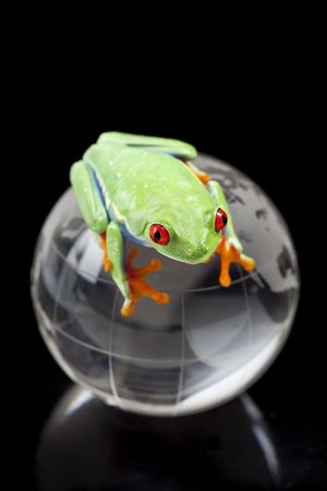 Red eyed tree frog sitting on globeの写真素材