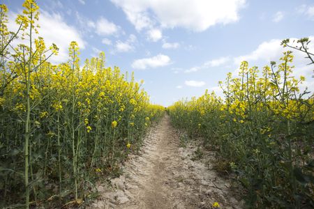 Oilseed Rape