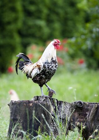 Pasture raised chickens の写真素材