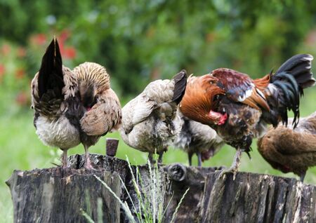 Chickensの写真素材