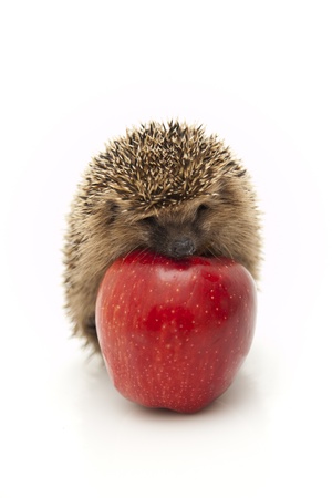 Pretty little hedgehogの写真素材