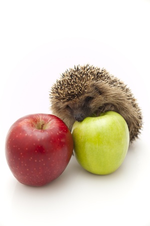 Little hedgehog and applesの写真素材