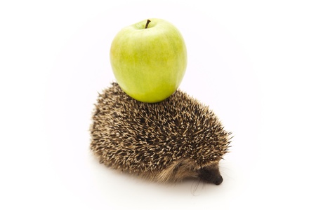 Little hedgehog and green appleの写真素材