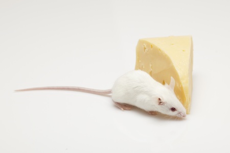 White mouse climbing on a piece of cheese