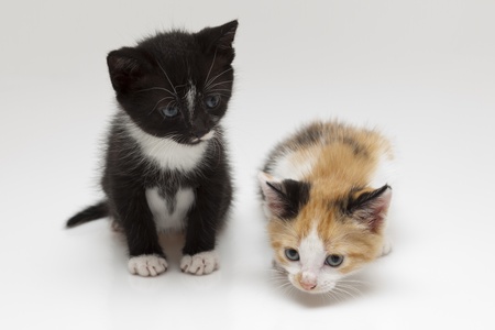 Two child cats on white backgroundの写真素材