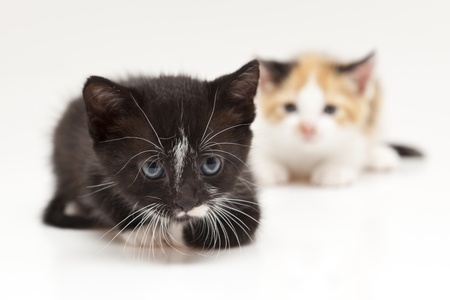 Two child cats on white background