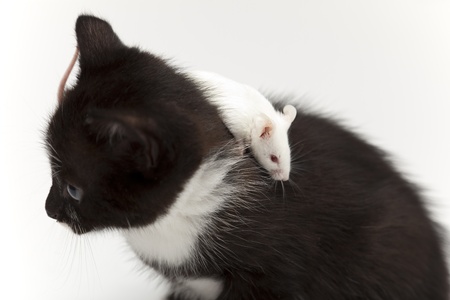 Child cat and grey mouse on white backgroundの写真素材