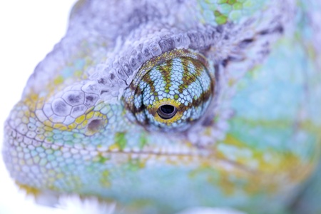Head of chameleonの写真素材