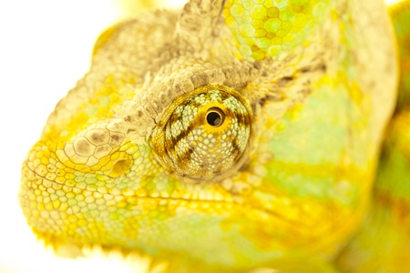 Head of chameleonの写真素材