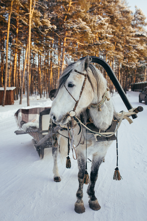 Frozen horse with open sleighの写真素材