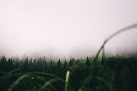 Fog in the autumn forest. Park, Early morning. Processing under the film.の写真素材