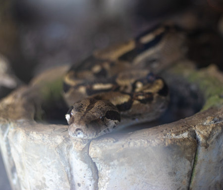 Python snake looking straight ahead with blurred background
