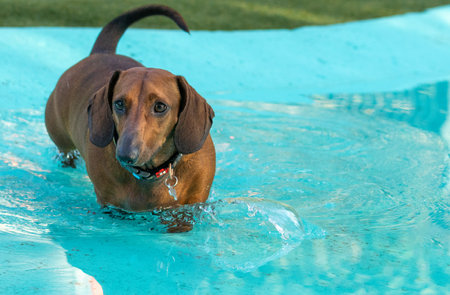 Fat Dachshund dog brown color on green background under natural lightの写真素材