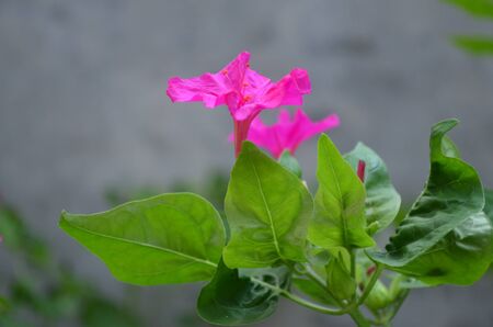 Rouge flower 