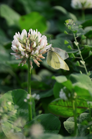 Cloverの写真素材