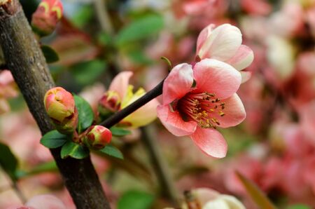 Begonia flowersの写真素材