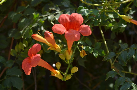flowersの写真素材