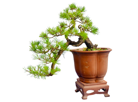 Potted Plantのeditorial素材