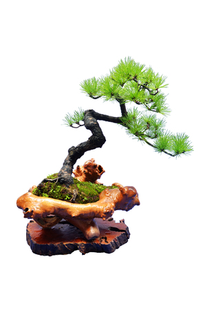 Potted Plantの写真素材