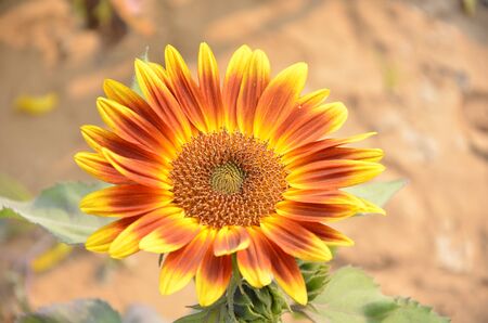 Flowersの写真素材