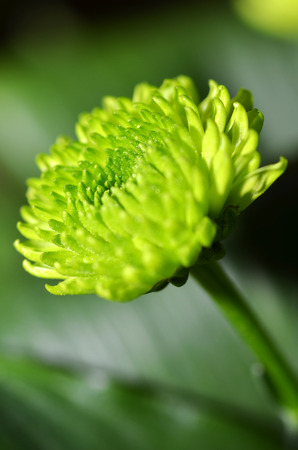 Flowersの写真素材