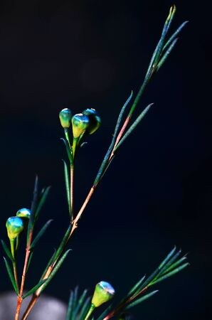 Macro Flowersの写真素材