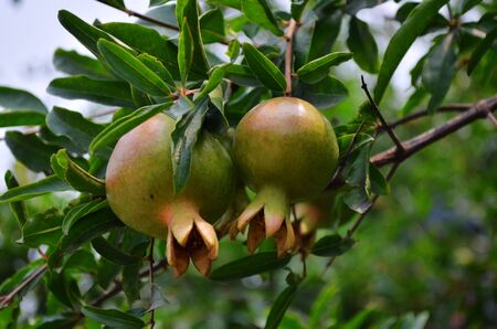 Pomegranate