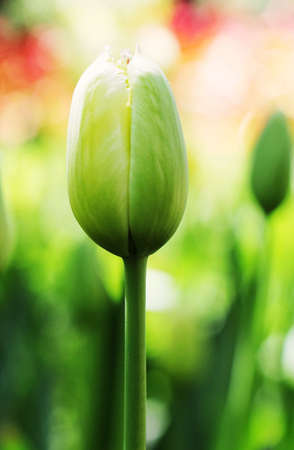 Tulipの写真素材