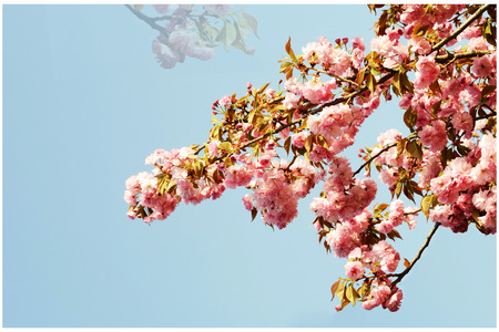 Cherry blossoms