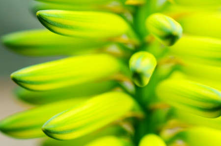 Greenの写真素材