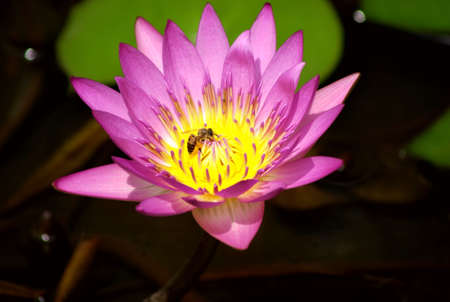 Lotus