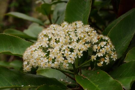 Beige flowersの写真素材