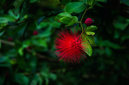 red flowerの写真素材