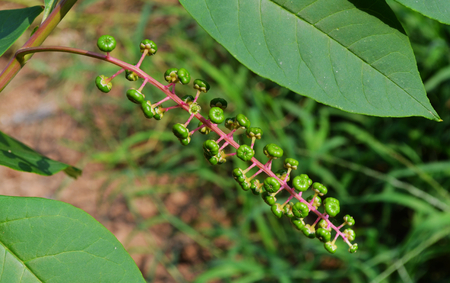 Pokeweedの写真素材