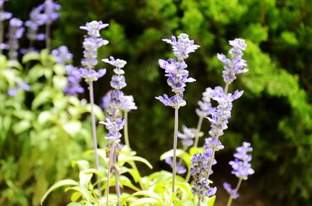 A string of blueの写真素材