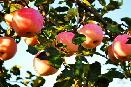 Applesの写真素材