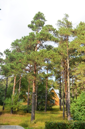 Jingyuetan spruce pineのeditorial素材