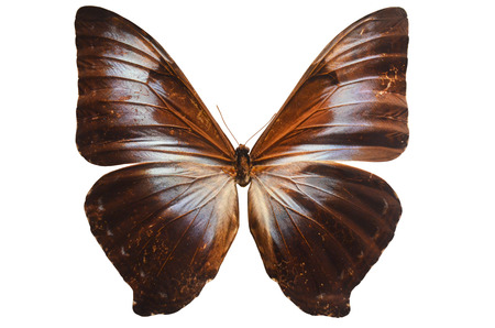 Butterfly specimensの写真素材