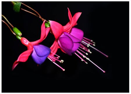 Enkianthus quinqueflorusの写真素材