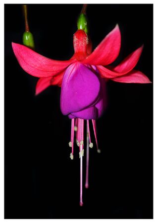 Enkianthus quinqueflorusの写真素材