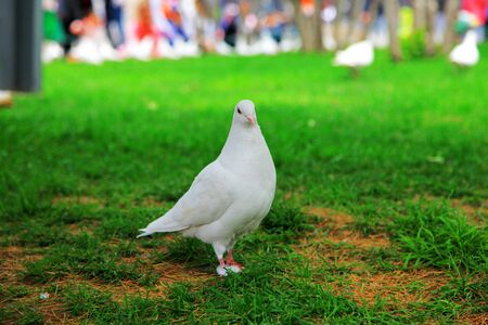 White pigeonの写真素材