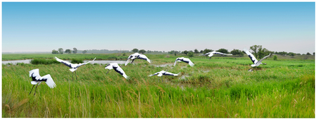 Red Crowned Craneの写真素材