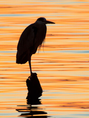 Grey heron  Ardea cinerea  silhouette - sunset lakeの写真素材