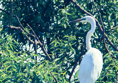Green beak Great Egret  Ardea alba  perched on the treeの写真素材