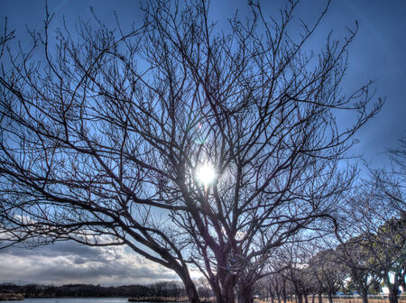 Bright sunshine though cherry blossom treesの写真素材