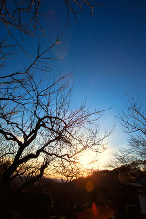 Sunrise light between the branches at spring の写真素材