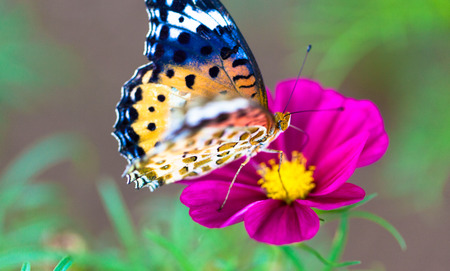 Argynnis hyperbius butterfly on a field of cosmos flower, Japanの写真素材