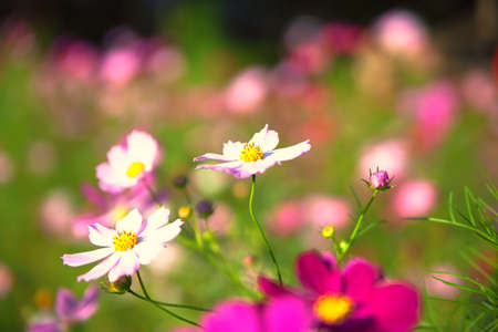 Beautiful white and violet cosmos flowers on fieldの写真素材